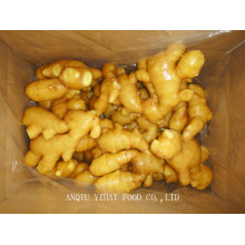 Fresh Ginger for Midlle East 150g and up